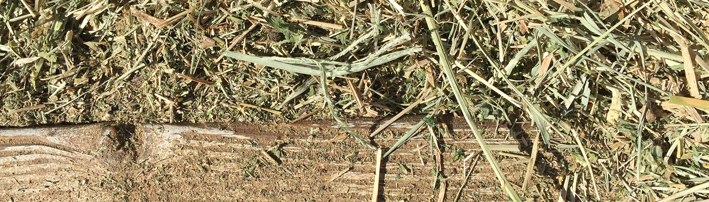 Close-up of dry grass and a wooden plank on the ground.