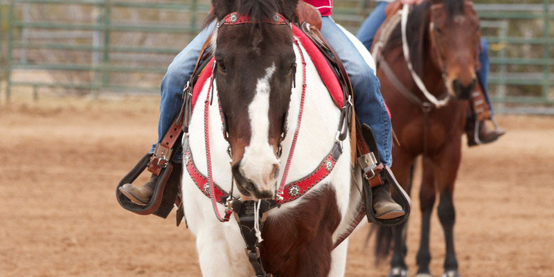 Equestrians in vibrant attire riding horses in an arena.